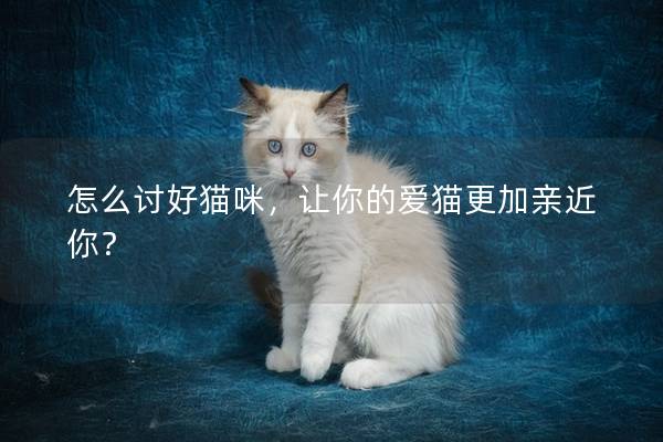 怎么讨好猫咪，让你的爱猫更加亲近你？