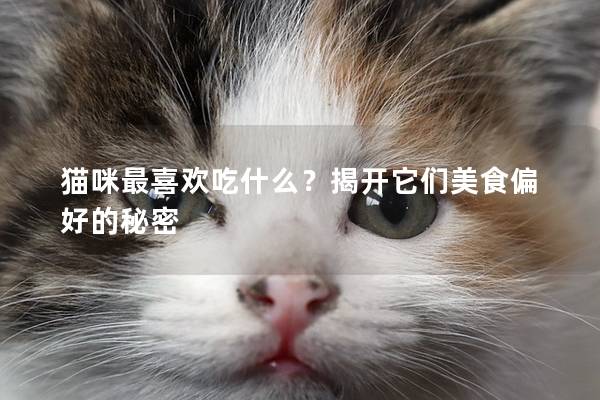 猫咪最喜欢吃什么？揭开它们美食偏好的秘密