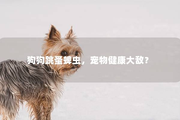 狗狗跳蚤蜱虫,宠物健康大敌? 狗狗跳蚤蜱虫,宠物健康大敌?