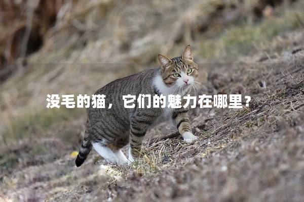 没毛的猫，它们的魅力在哪里？
