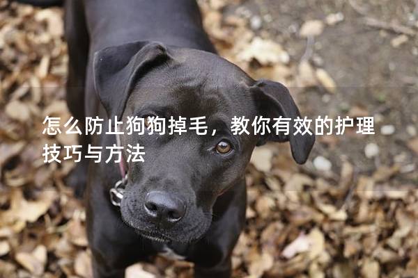 怎么防止狗狗掉毛，教你有效的护理技巧与方法