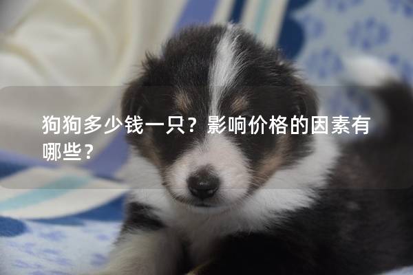狗狗多少钱一只?影响价格的因素有哪些? 狗狗多少钱一只?影响价格的因素有哪些?