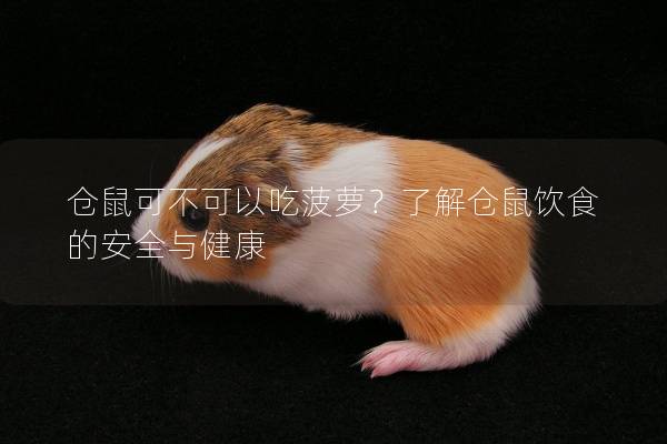 仓鼠可不可以吃菠萝？了解仓鼠饮食的安全与健康