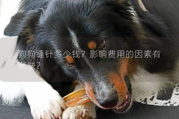 狗狗缝针多少钱？影响费用的因素有哪些？