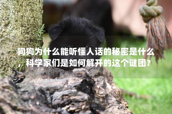 狗狗为什么能听懂人话的秘密是什么，科学家们是如何解开的这个谜团？