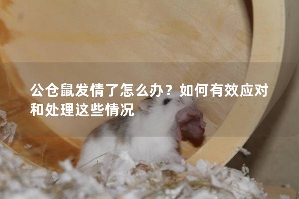 公仓鼠发情了怎么办？如何有效应对和处理这些情况