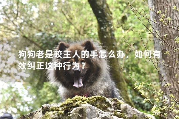 狗狗老是咬主人的手怎么办，如何有效纠正这种行为？