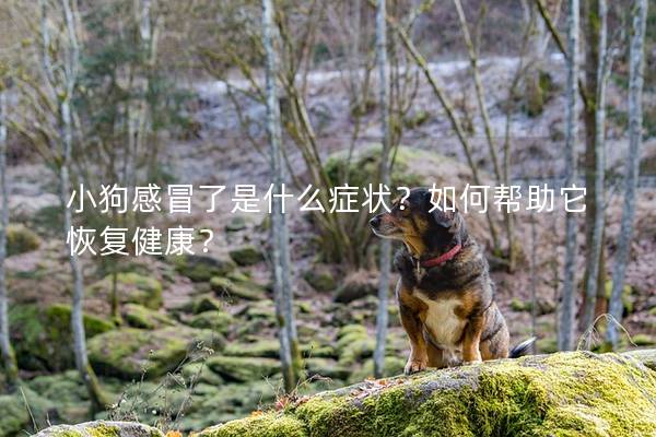小狗感冒了是什么症状?如何帮助它恢复健康? 小狗感冒了是什么症状?如何帮助它恢复健康?