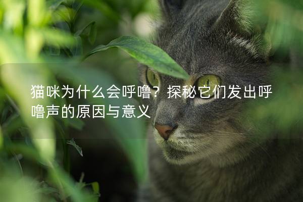 猫咪为什么会呼噜？探秘它们发出呼噜声的原因与意义