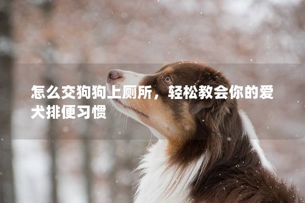 怎么交狗狗上厕所，轻松教会你的爱犬排便习惯