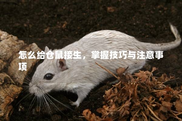 怎么给仓鼠接生，掌握技巧与注意事项