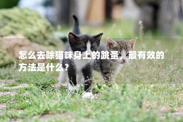 怎么去除猫咪身上的跳蚤，最有效的方法是什么？