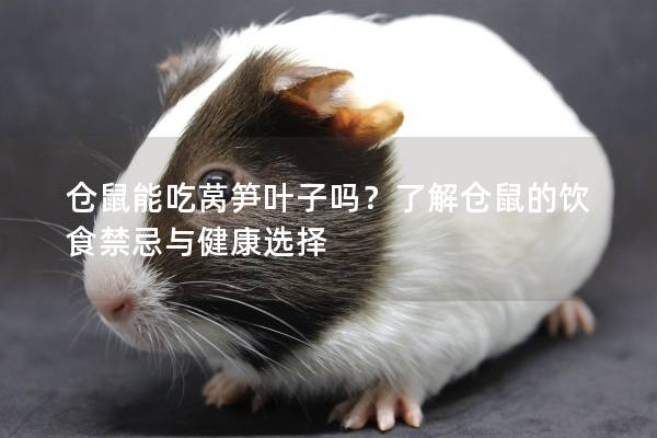 仓鼠能吃莴笋叶子吗？了解仓鼠的饮食禁忌与健康选择