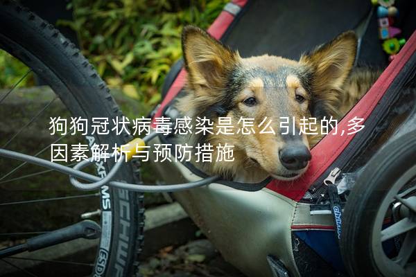 狗狗冠状病毒感染是怎么引起的,多因素解析与预防措施