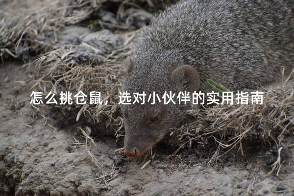 怎么挑仓鼠,选对小伙伴的实用指南 怎么挑仓鼠,选对小伙伴的实用指南