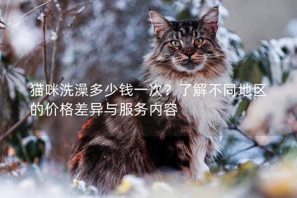 猫咪洗澡多少钱一次？了解不同地区的价格差异与服务内容