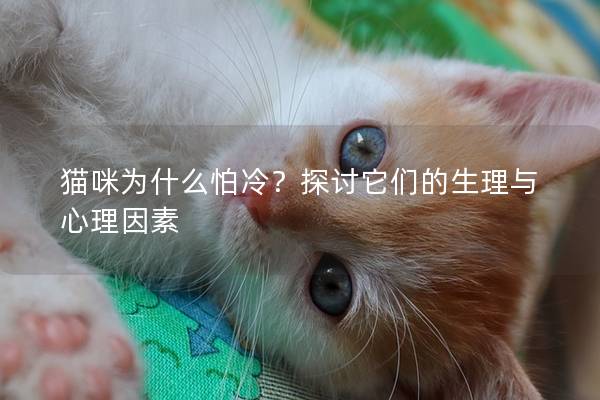 猫咪为什么怕冷？探讨它们的生理与心理因素