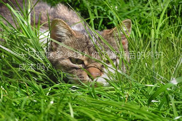 一只猫咪多少钱?你了解背后的养护成本吗? 一只猫咪多少钱?你了解背后的养护成本吗?