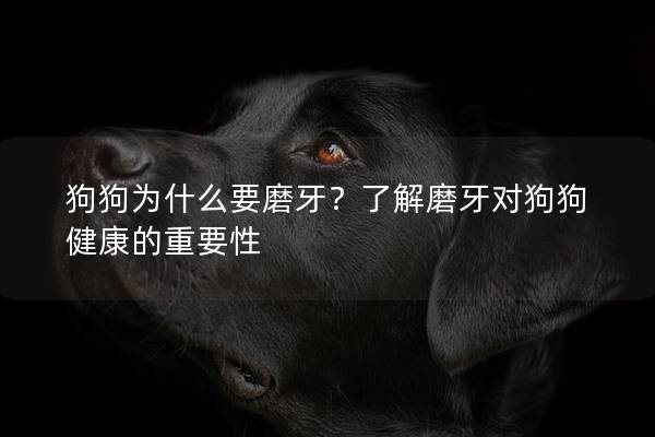 狗狗为什么要磨牙？了解磨牙对狗狗健康的重要性