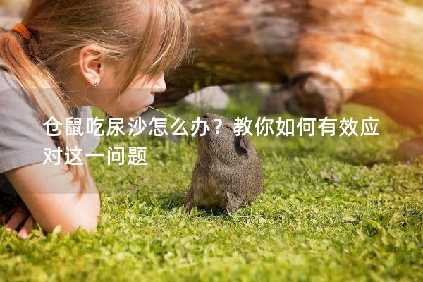 仓鼠吃尿沙怎么办?教你如何有效应对这一问题 仓鼠吃尿沙怎么办?教你如何有效应对这一问题