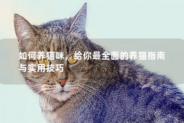 如何养猫咪，给你最全面的养猫指南与实用技巧
