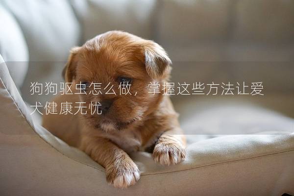 狗狗驱虫怎么做，掌握这些方法让爱犬健康无忧