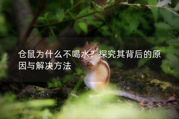 仓鼠为什么不喝水？探究其背后的原因与解决方法
