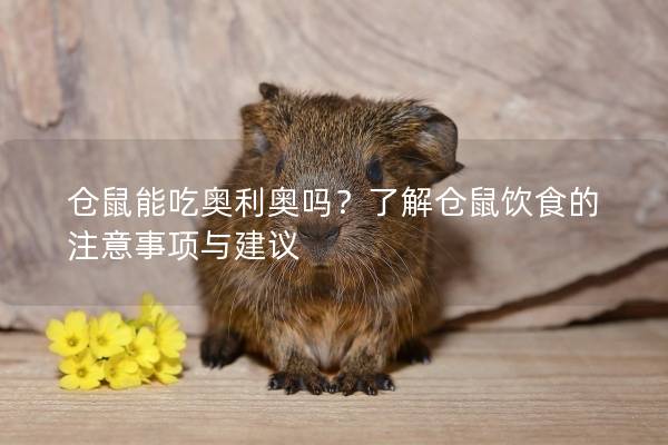 仓鼠能吃奥利奥吗？了解仓鼠饮食的注意事项与建议