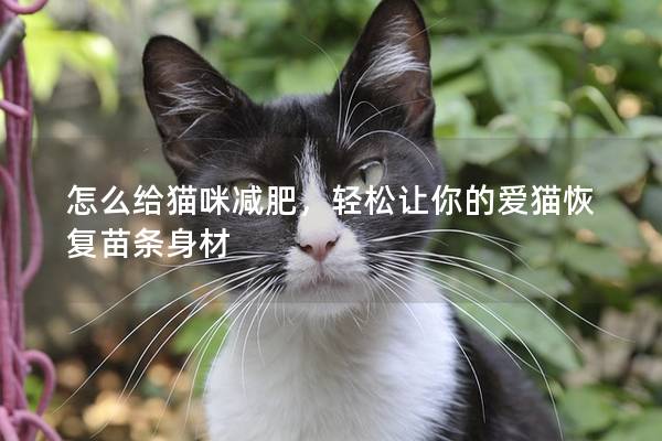 怎么给猫咪减肥，轻松让你的爱猫恢复苗条身材