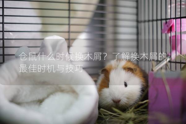 仓鼠什么时候换木屑？了解换木屑的最佳时机与技巧