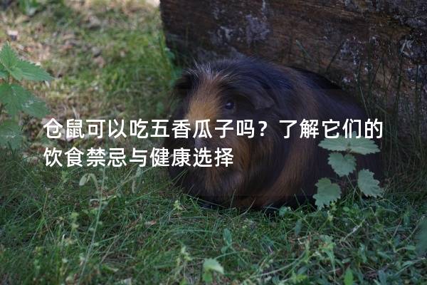 仓鼠可以吃五香瓜子吗？了解它们的饮食禁忌与健康选择