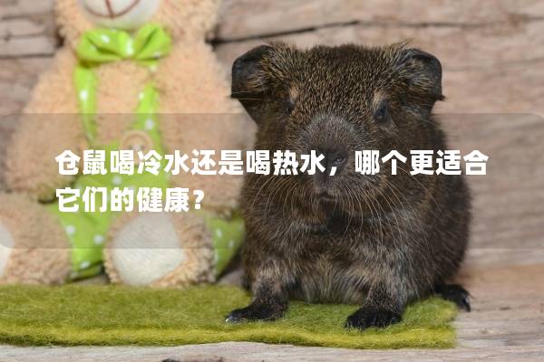 仓鼠喝冷水还是喝热水，哪个更适合它们的健康？