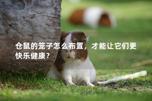 仓鼠的笼子怎么布置，才能让它们更快乐健康？