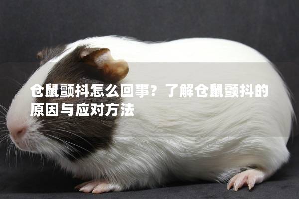 仓鼠颤抖怎么回事？了解仓鼠颤抖的原因与应对方法