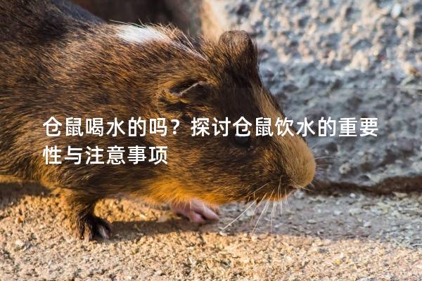 仓鼠喝水的吗？探讨仓鼠饮水的重要性与注意事项