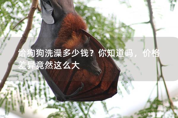给狗狗洗澡多少钱?你知道吗,价格差异竟然这么大 给狗狗洗澡多少钱?你知道吗,价格差异竟然这么大