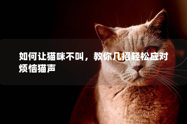 如何让猫咪不叫，教你几招轻松应对烦恼猫声