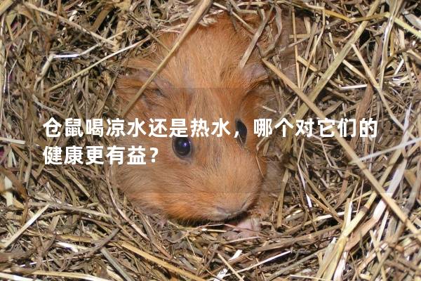 仓鼠喝凉水还是热水，哪个对它们的健康更有益？