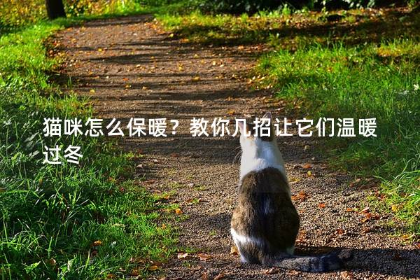 猫咪怎么保暖？教你几招让它们温暖过冬