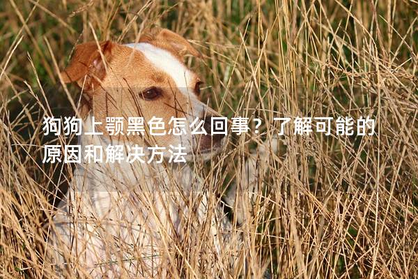 狗狗上颚黑色怎么回事？了解可能的原因和解决方法