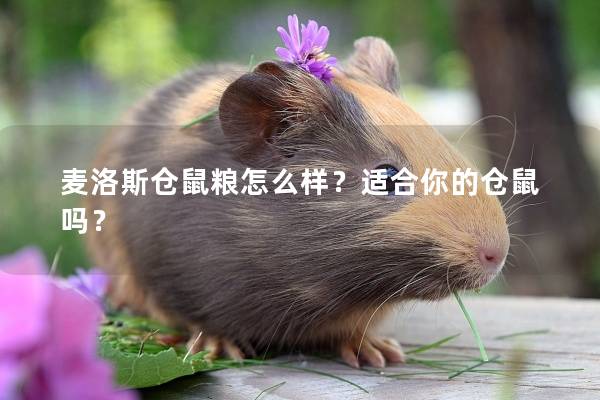 麦洛斯仓鼠粮怎么样？适合你的仓鼠吗？