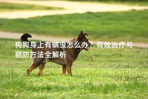 狗狗身上有螨虫怎么办？有效治疗与预防方法全解析