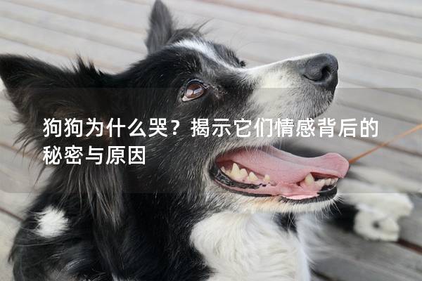 狗狗为什么哭？揭示它们情感背后的秘密与原因