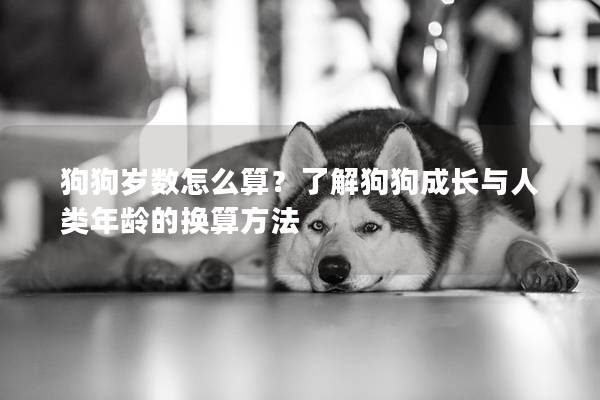 狗狗岁数怎么算？了解狗狗成长与人类年龄的换算方法