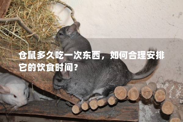 仓鼠多久吃一次东西，如何合理安排它的饮食时间？