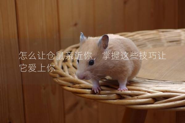 怎么让仓鼠亲近你,掌握这些技巧让它爱上你 怎么让仓鼠亲近你,掌握这些技巧让它爱上你