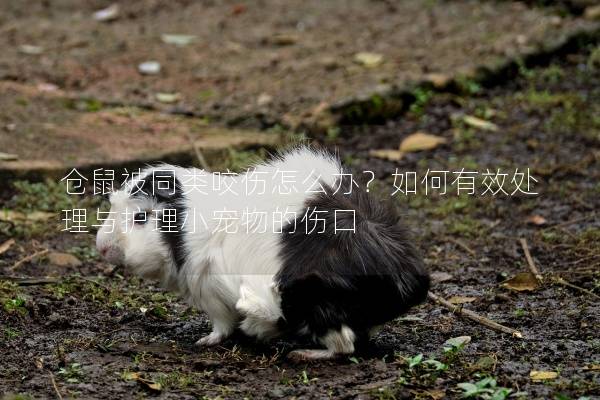 仓鼠被同类咬伤怎么办？如何有效处理与护理小宠物的伤口