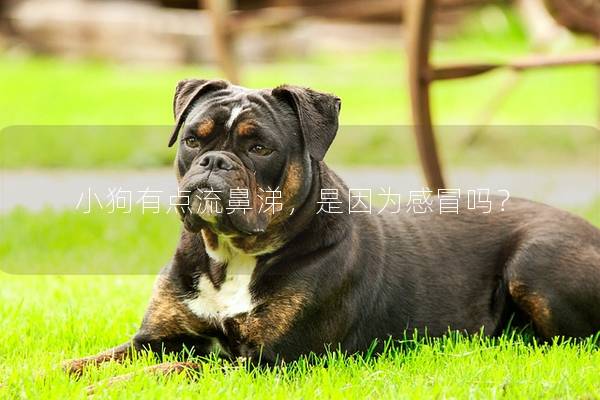 小狗有点流鼻涕,是因为感冒吗? 小狗有点流鼻涕,是因为感冒吗?