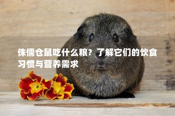 侏儒仓鼠吃什么粮？了解它们的饮食习惯与营养需求