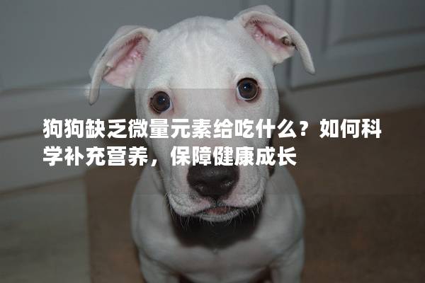 狗狗缺乏微量元素给吃什么?如何科学补充营养,保障健康成长 狗狗缺乏微量元素给吃什么?如何科学补充营养,保障健康成长